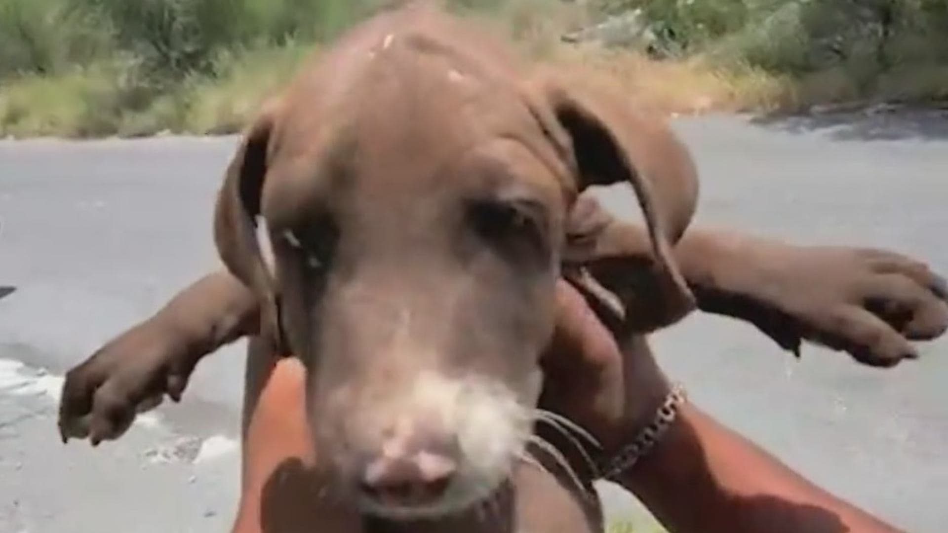 Perrito rescatado