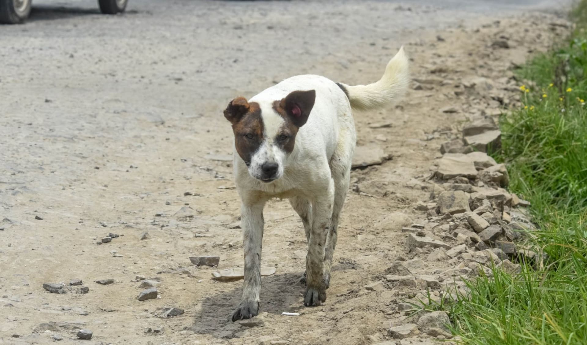 En Naucalpan denuncian el Hallazgo de Perros Muertos dentro de Bolsas