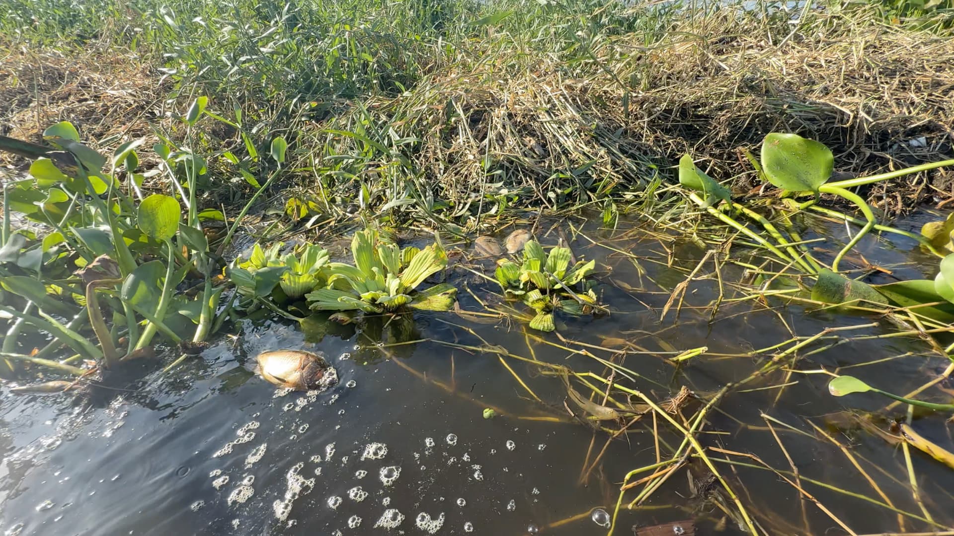 Mortandad de Peces en la Cuenca de Papaloapan se Extiende a Otras Zonas de Veracruz