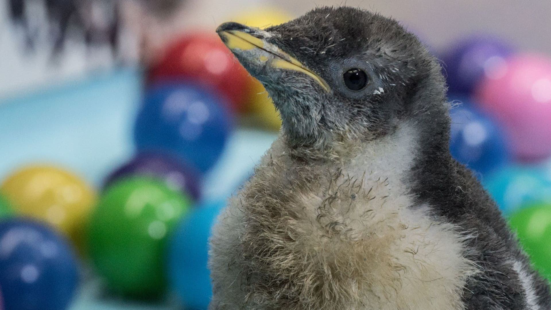 "Alex", pingüino gentoo