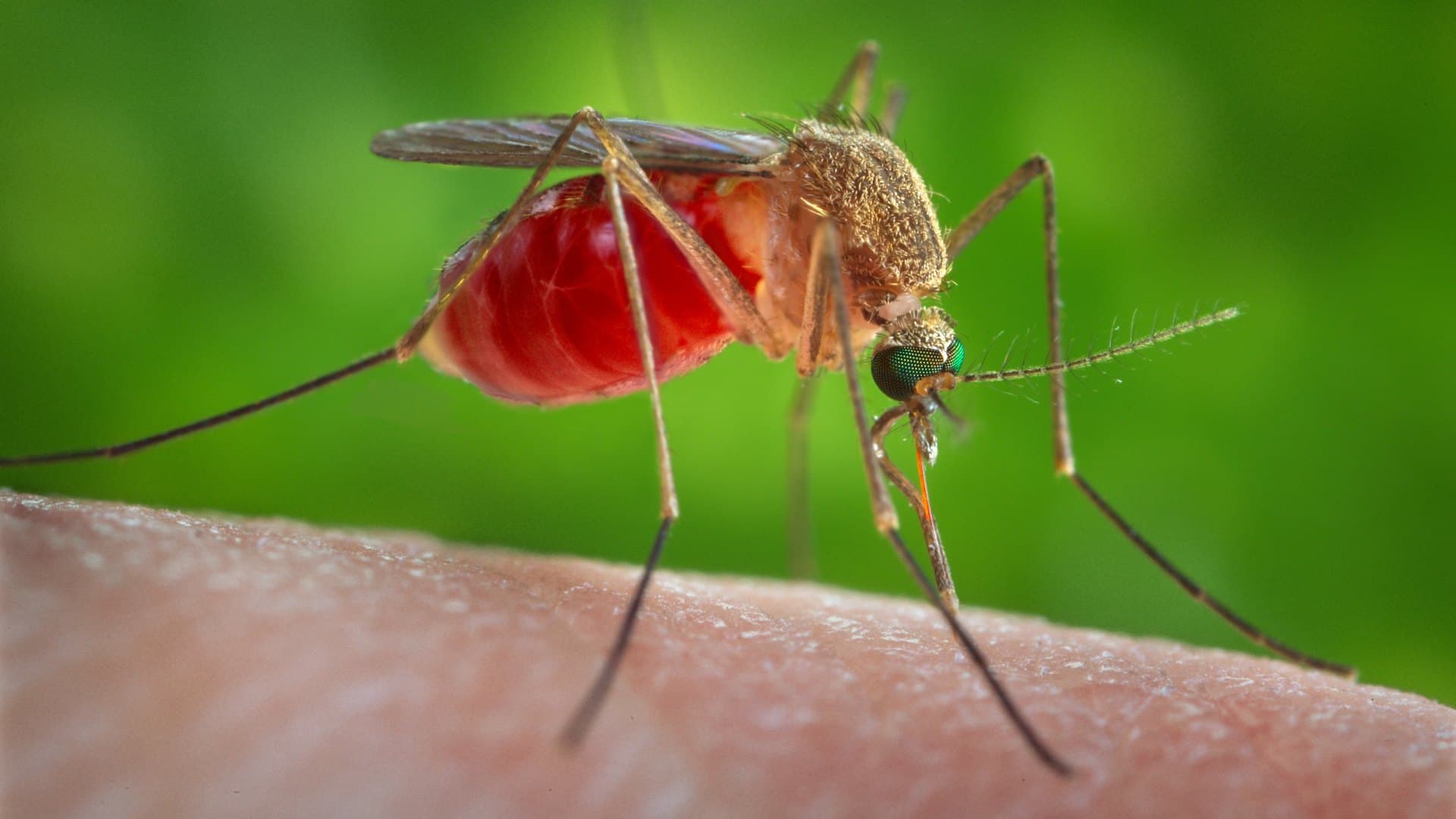 Piquete de Mosquito.