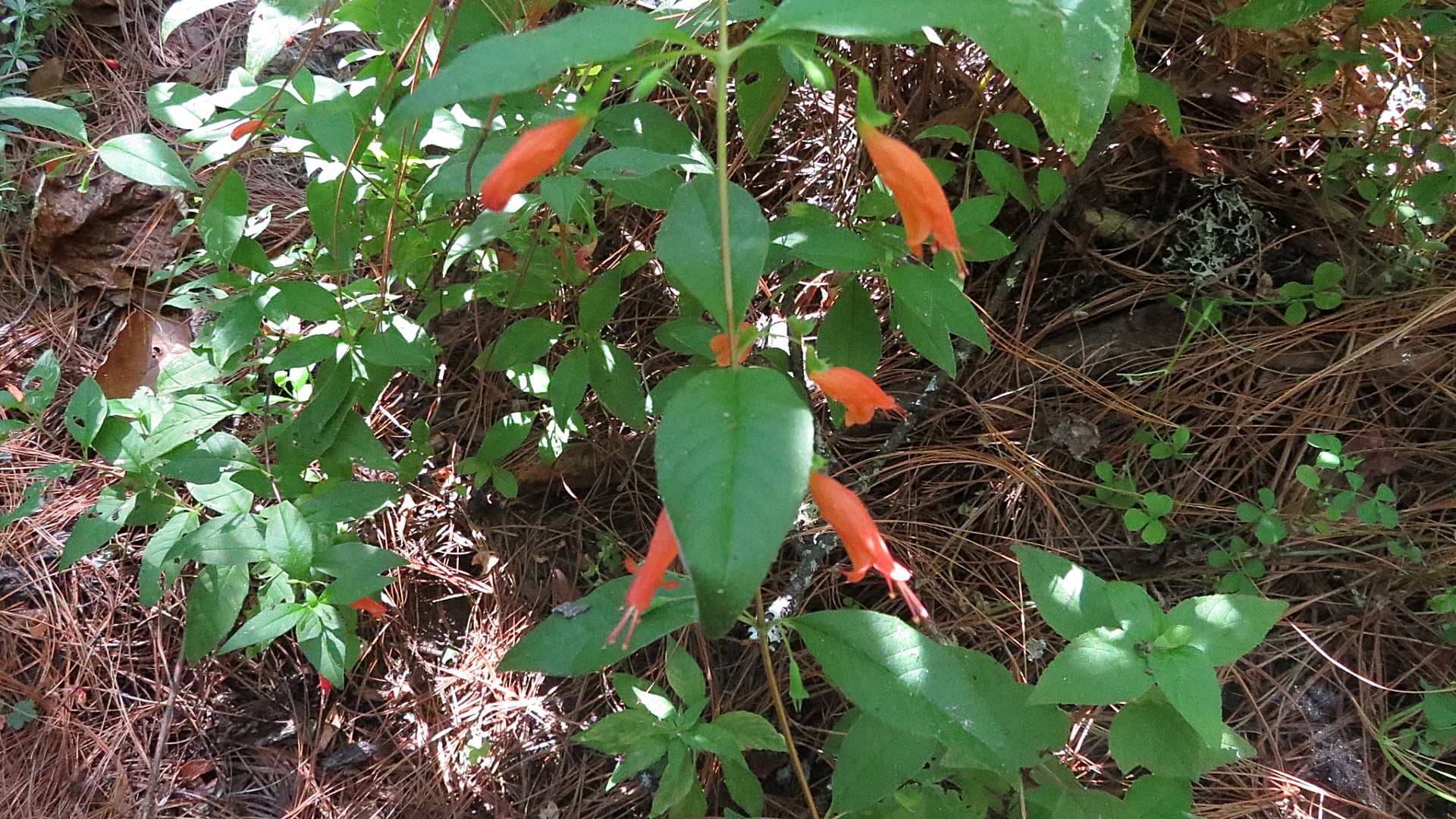 'Clinopodium macrostemum', conocida como hierba del borracho. Foto: EncicloVida Conabio