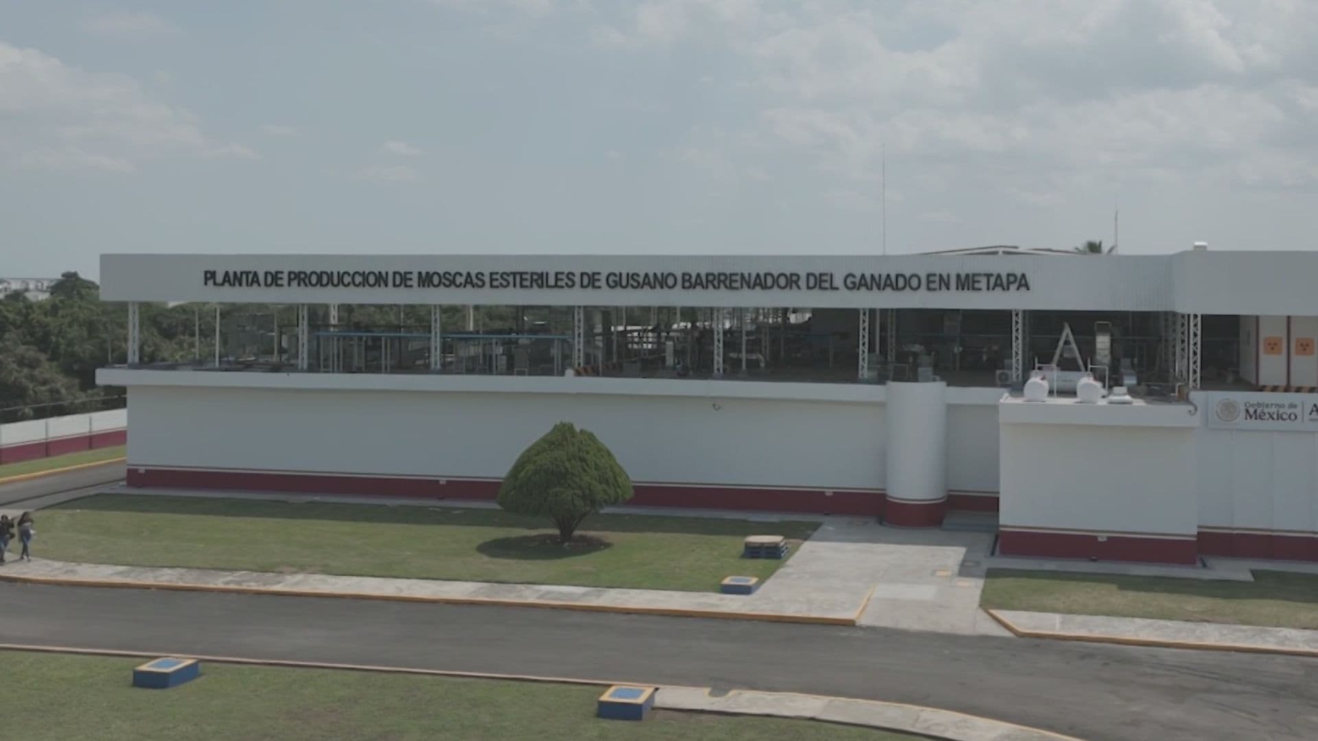 Planta de mosca estéril de gusano barrenador en Metapa de Domínguez, Chiapas