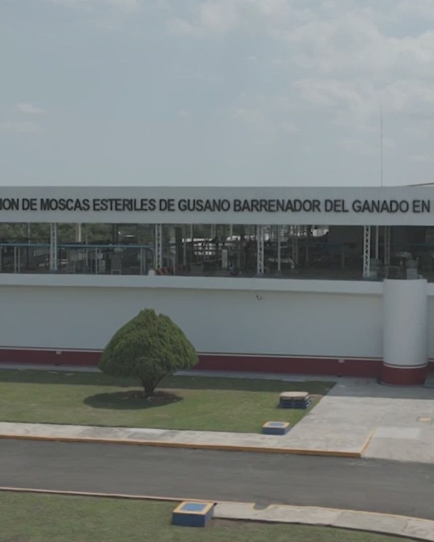 Planta de mosca estéril de gusano barrenador en Metapa de Domínguez, Chiapas