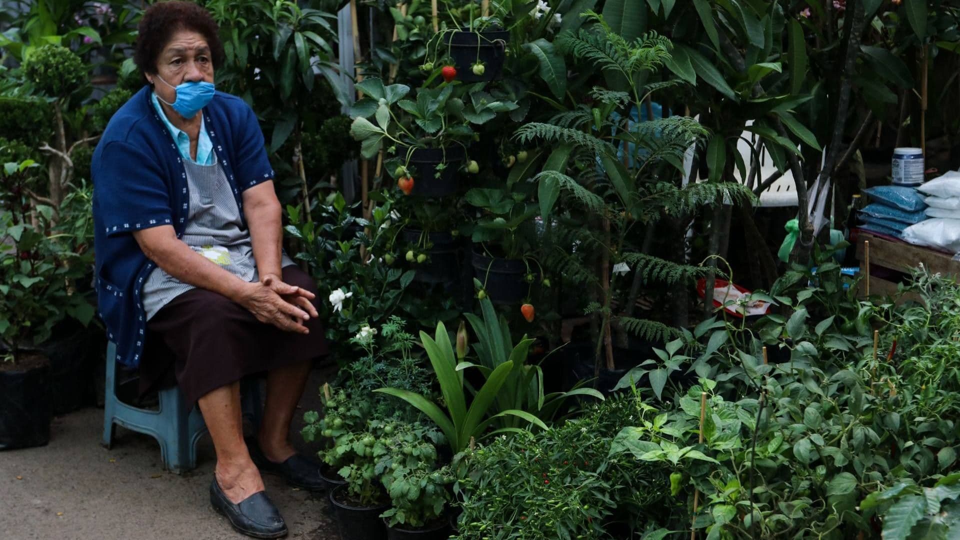Plantas que Sufren por Calor y Cómo Salvarlas