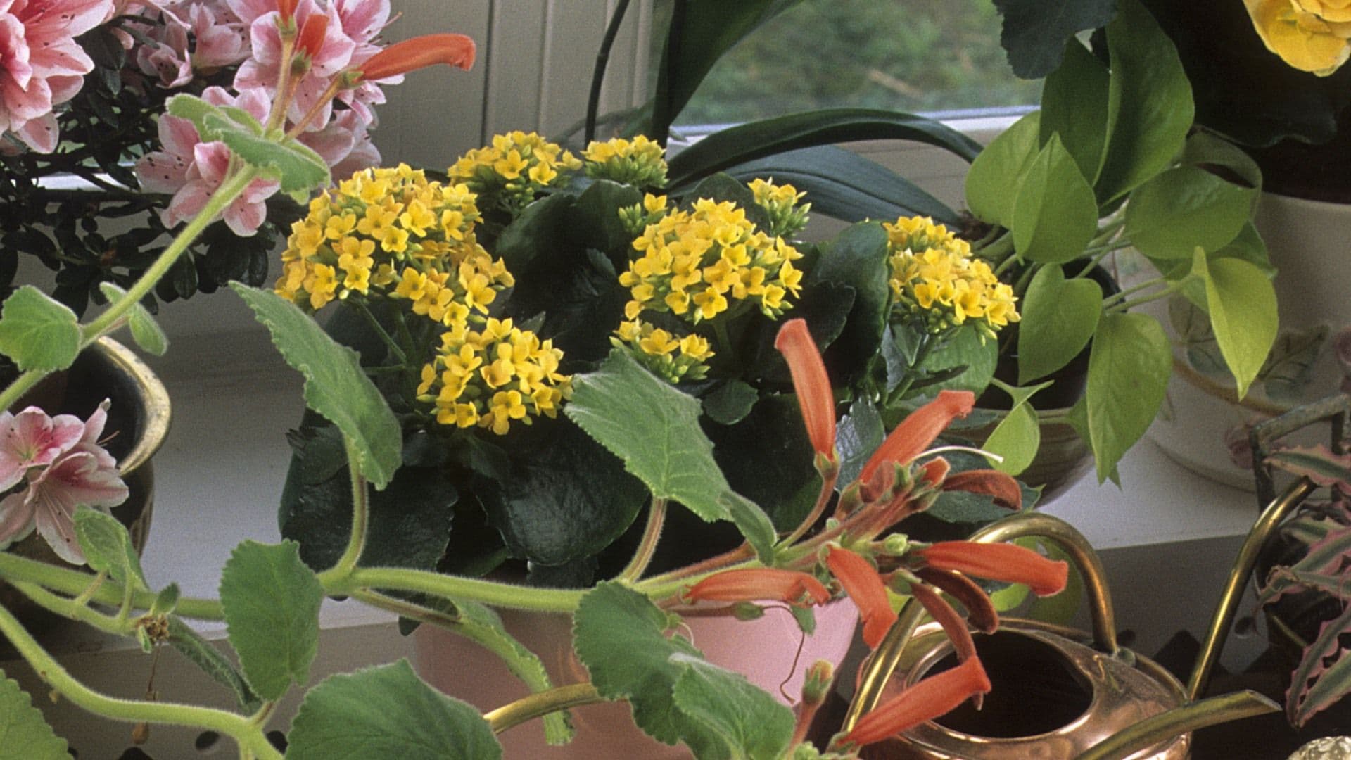 Planta Kalanchoe