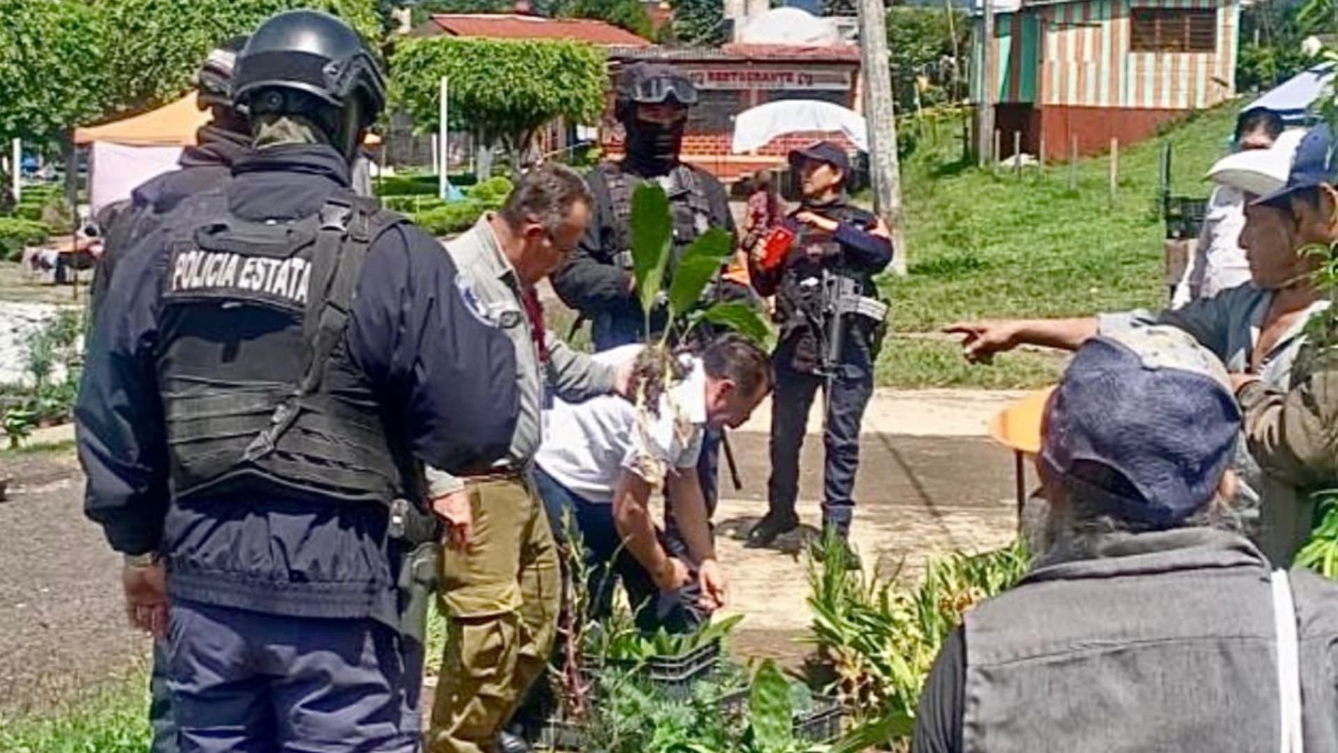 Asegurados 171 Plantas Silvestres Tenango de las Flores Huauchinango Puebla