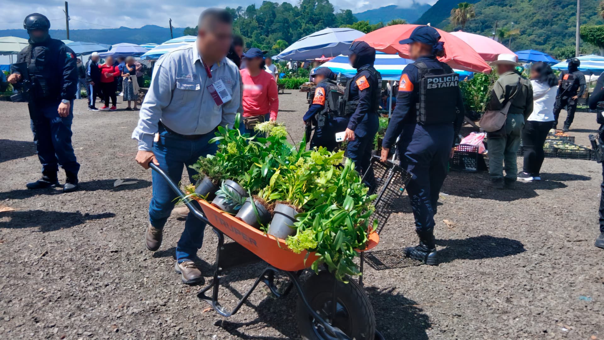 Aseguran Casi 200 Plantas Silvestres en Tianguis Ambulante de Huauchinango, Puebla