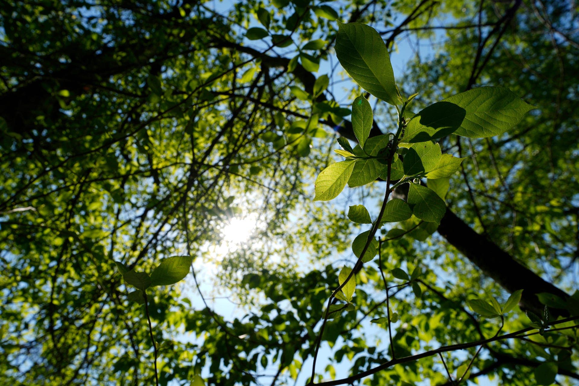 El Sol brilla a través del follaje