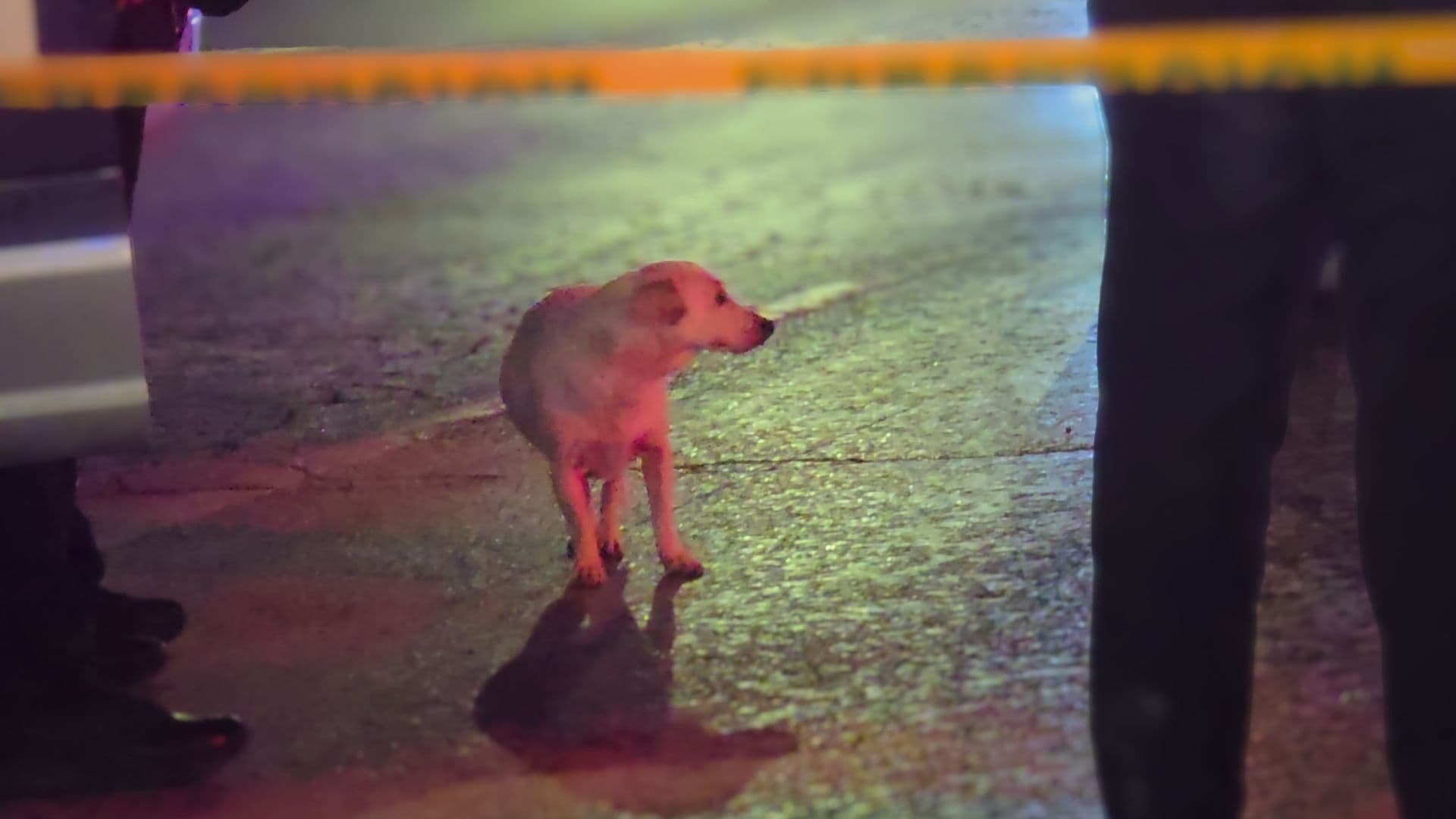 Mascota permaneció junto al cuerpo
