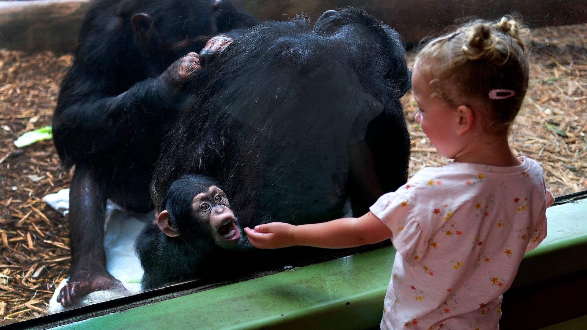 Niña y chimpancé