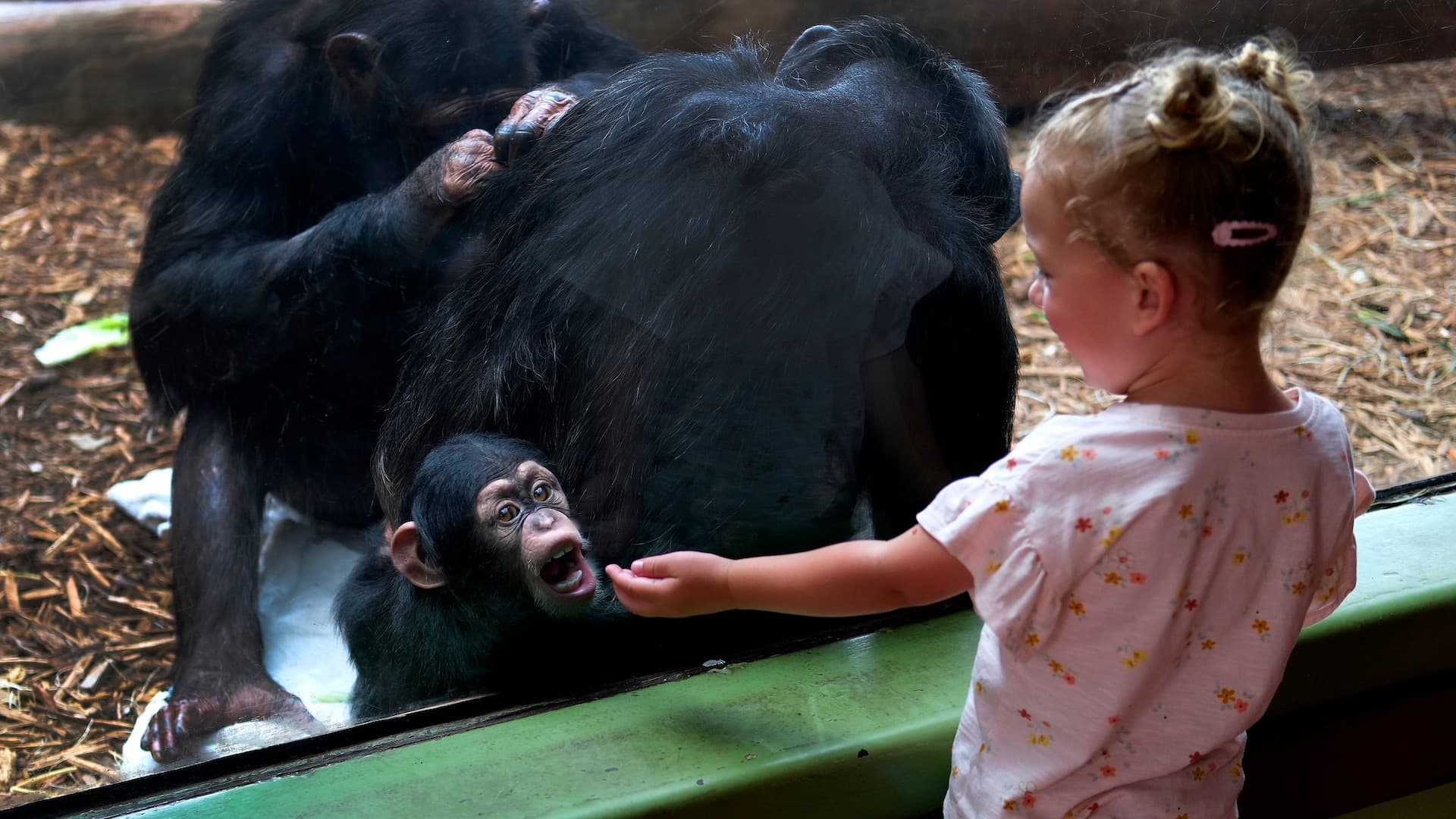 Niña y chimpancé