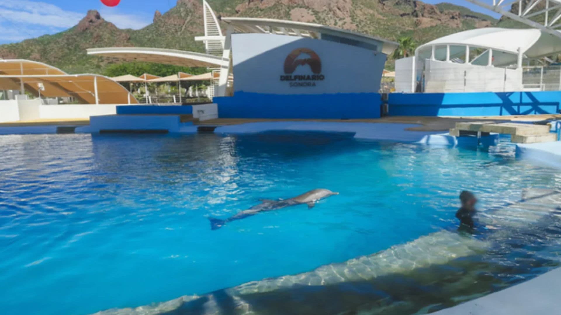 Muerte del Delfín Mohana en Sonora: Profepa Informa Avances de Investigación
