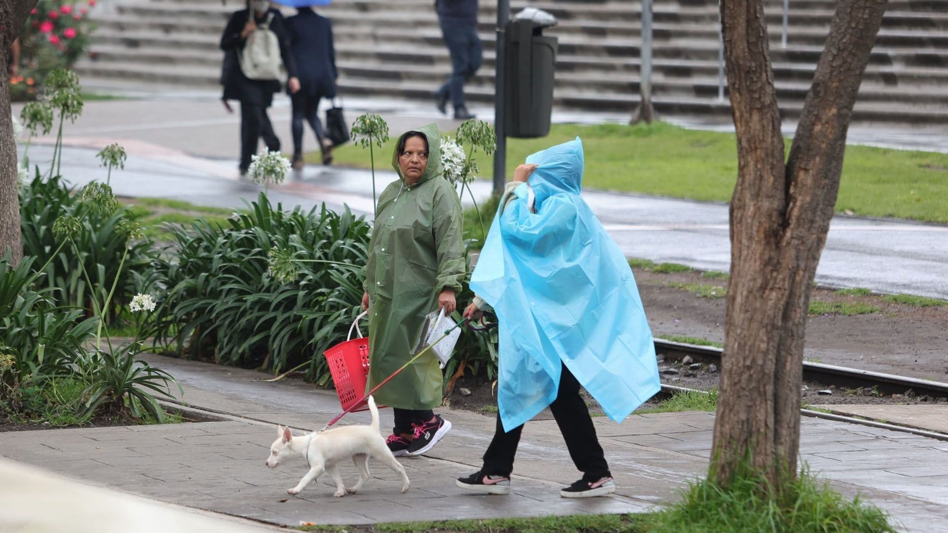 Dos mujeres con impermeables caminan junto con un perro en la CDMX
