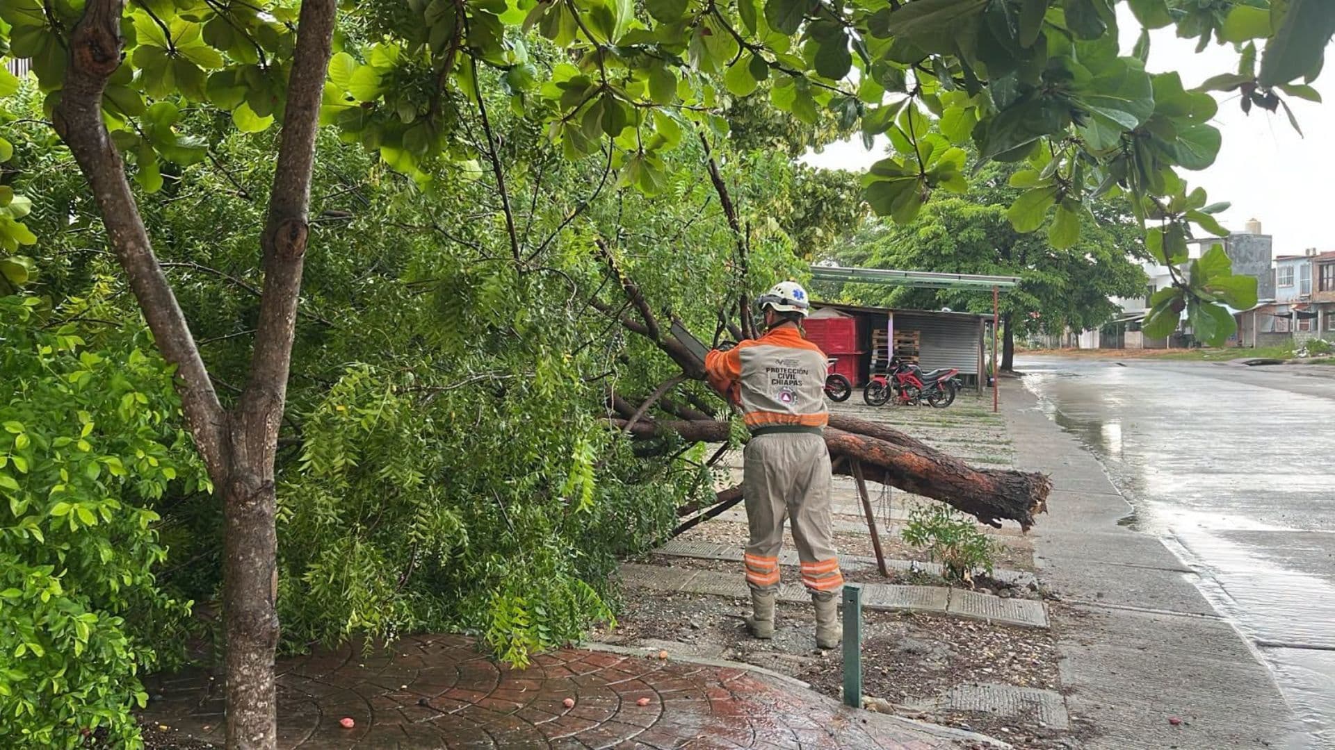 Un elemento de Protección Civil de Chiapas retira un árbol caído