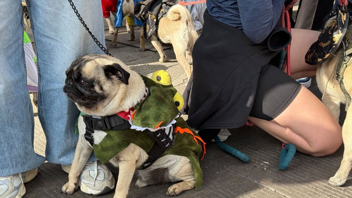 PugManía 2026 CDMX