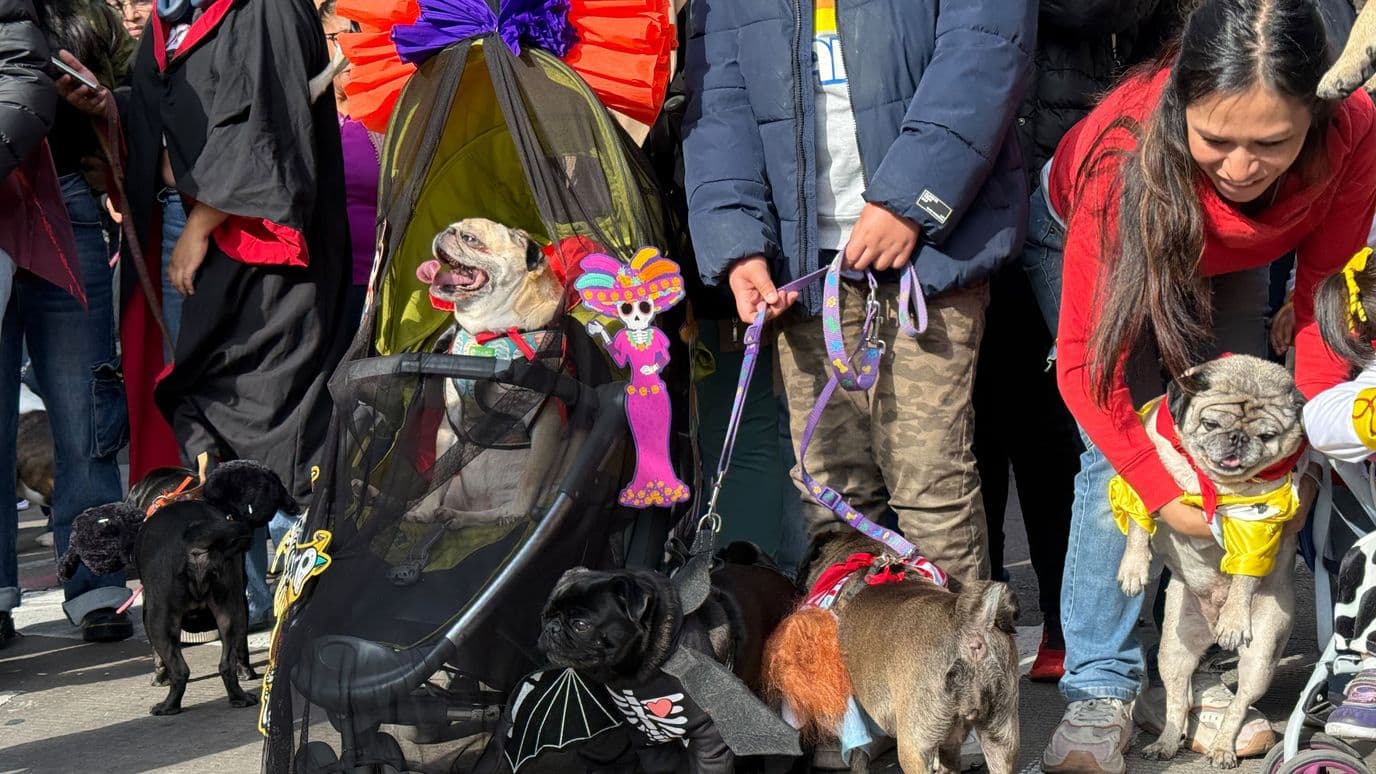 PugManía 2026 CDMX