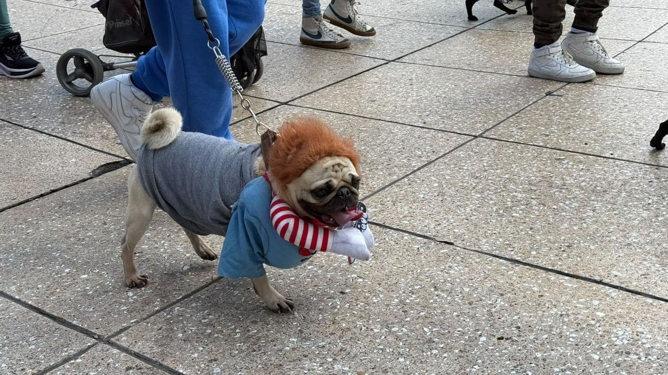 PugManía 2026 CDMX
