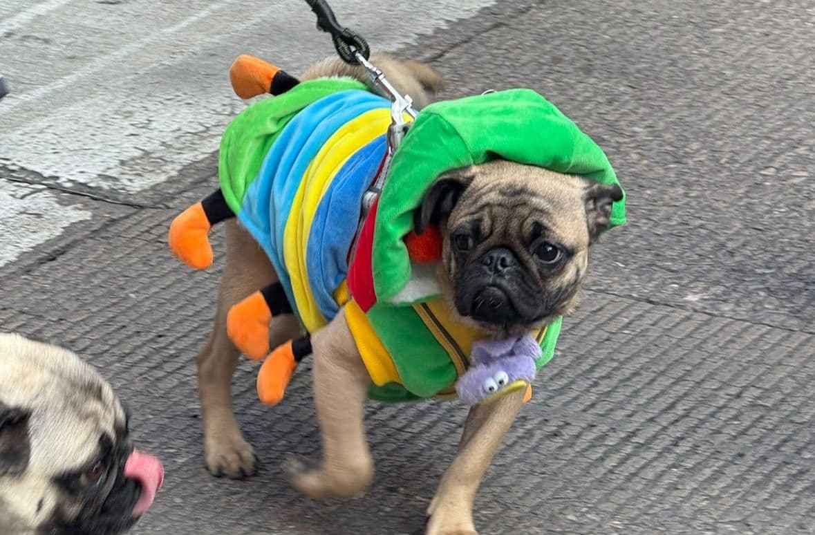 PugManía 2026 CDMX