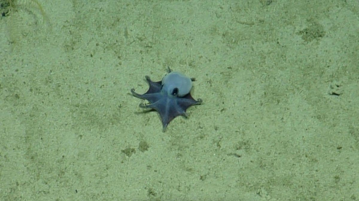 Pulpo del tamaño de una pelota de golf