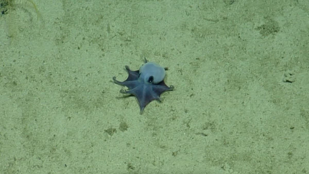 Pulpo del tamaño de una pelota de golf
