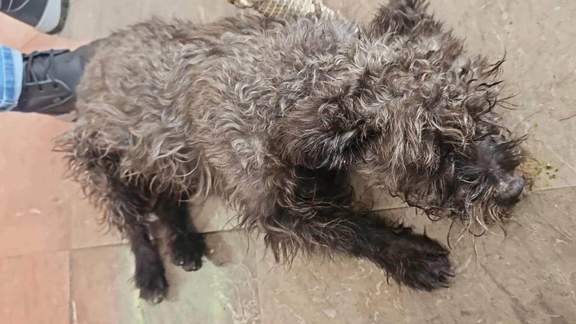Pulsi' No Murió, Sobrevivió a Descarga Eléctrica en Metro CDMX y ya lo Adoptaron