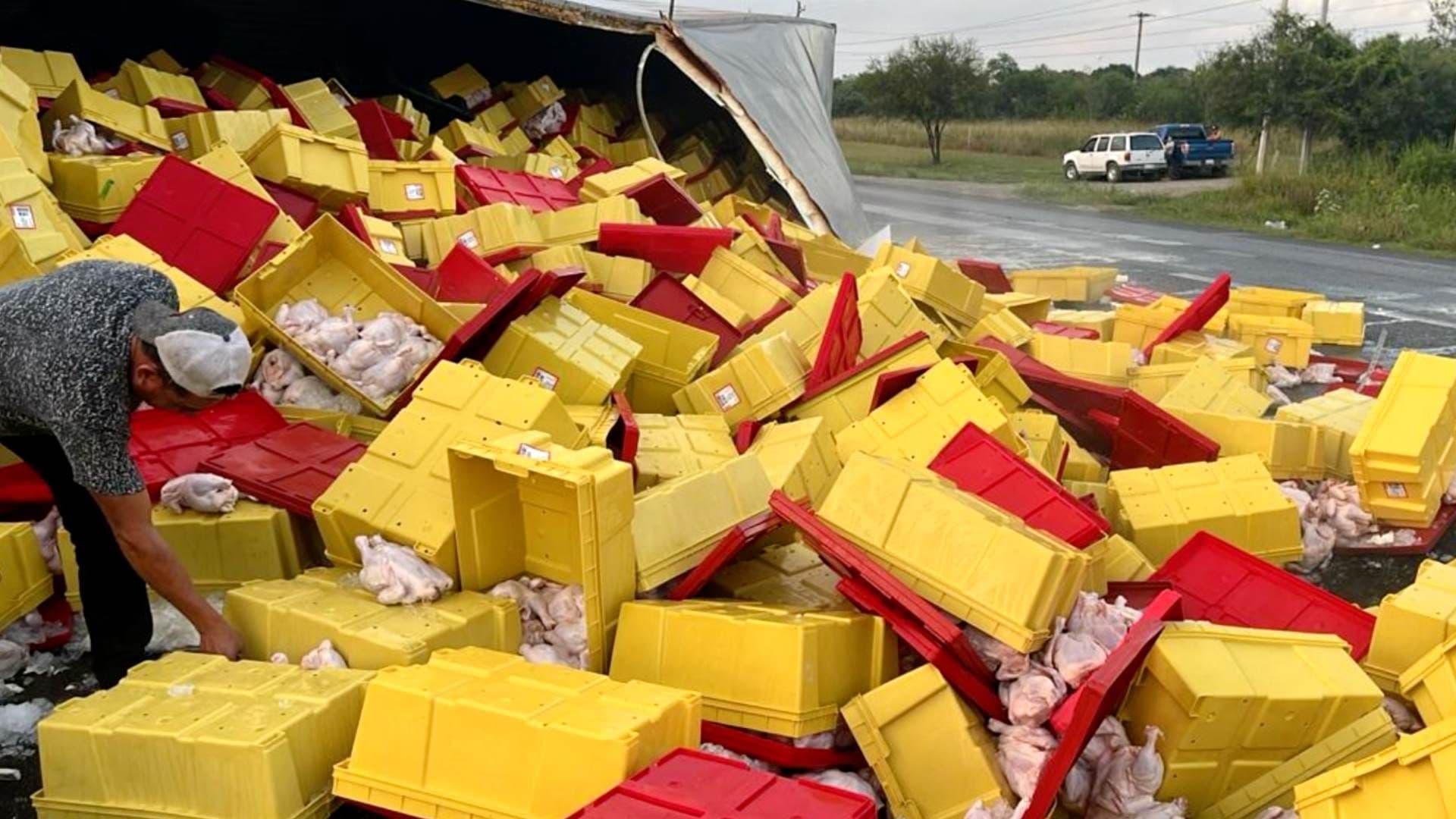 Trailer vuelca y tira cargamento de pollos en Montemorelos