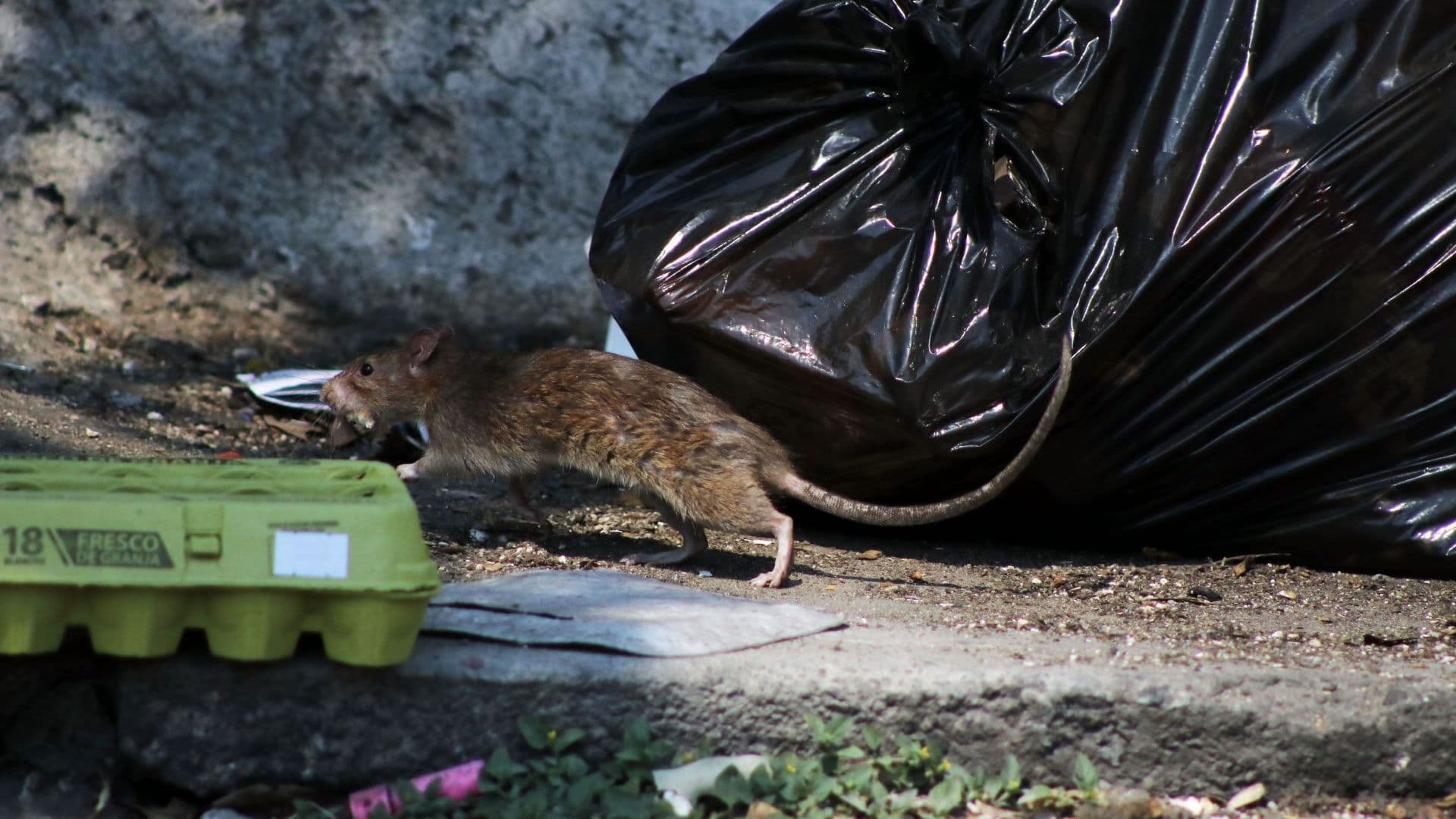 Rata en basurero de la calle