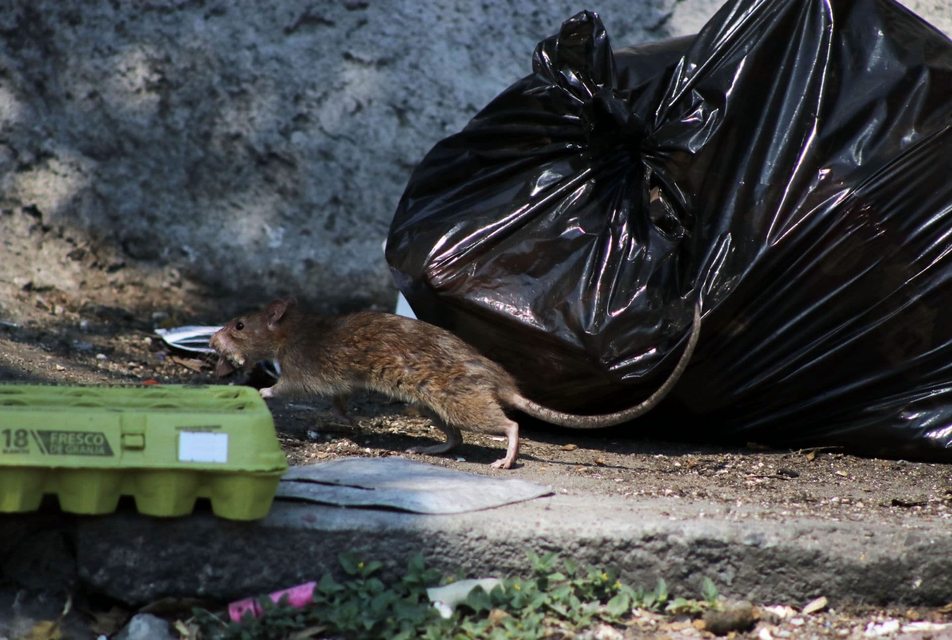 Rata en basurero de la calle