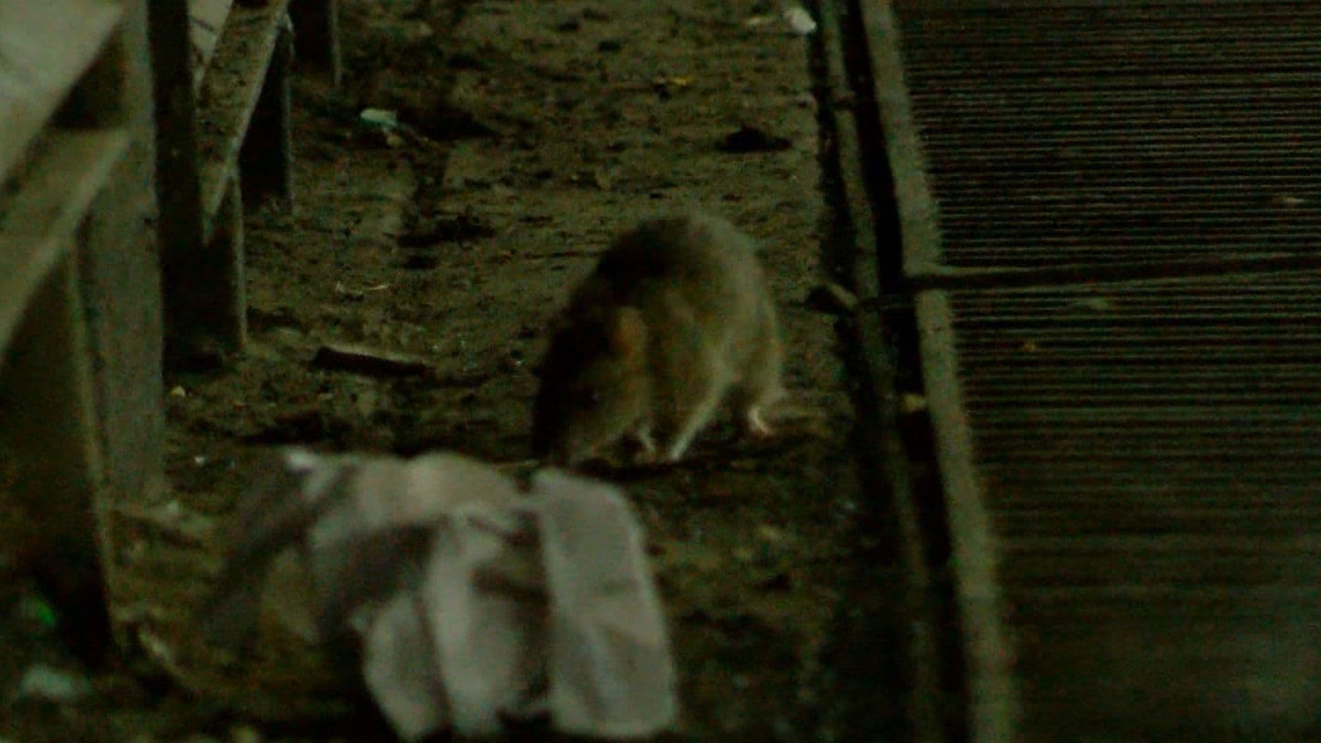 Ratas