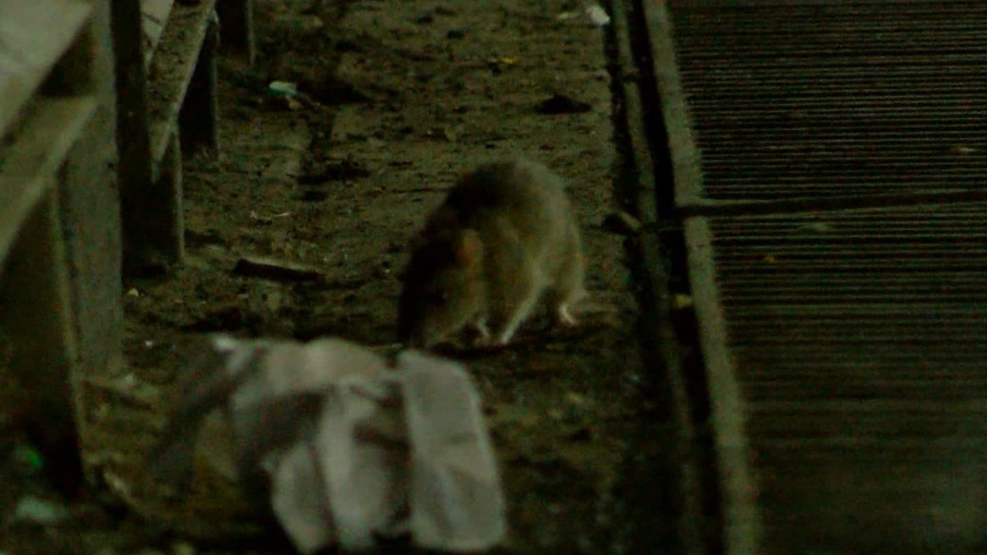 Persisten Ratas en el Centro de Guadalajara; Señalan Acumulación de Basura