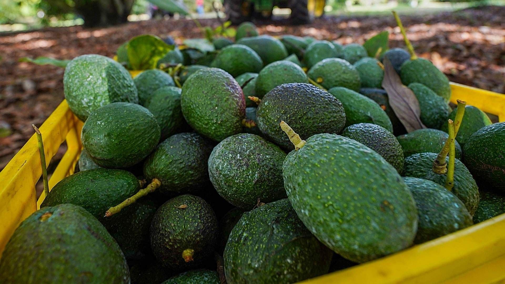 Aguacates
