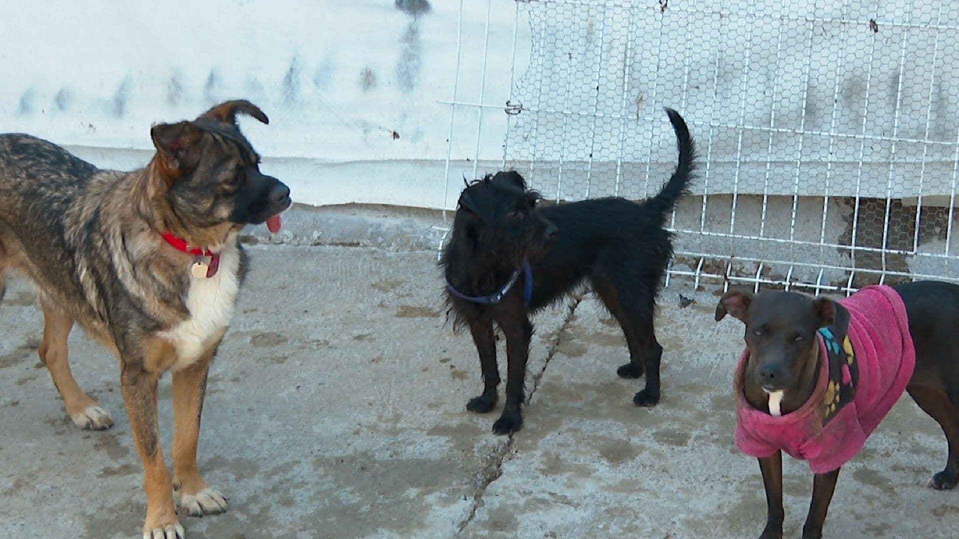 Perros