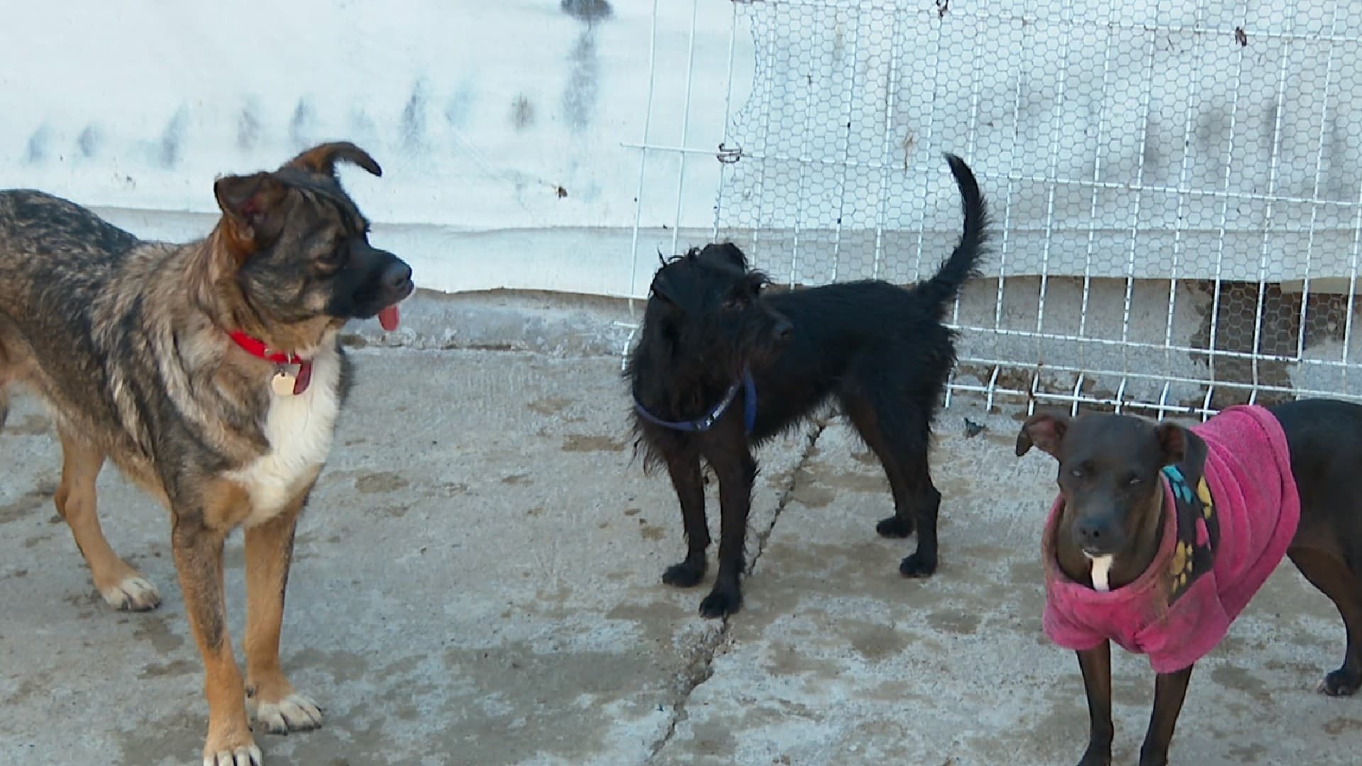 Perros