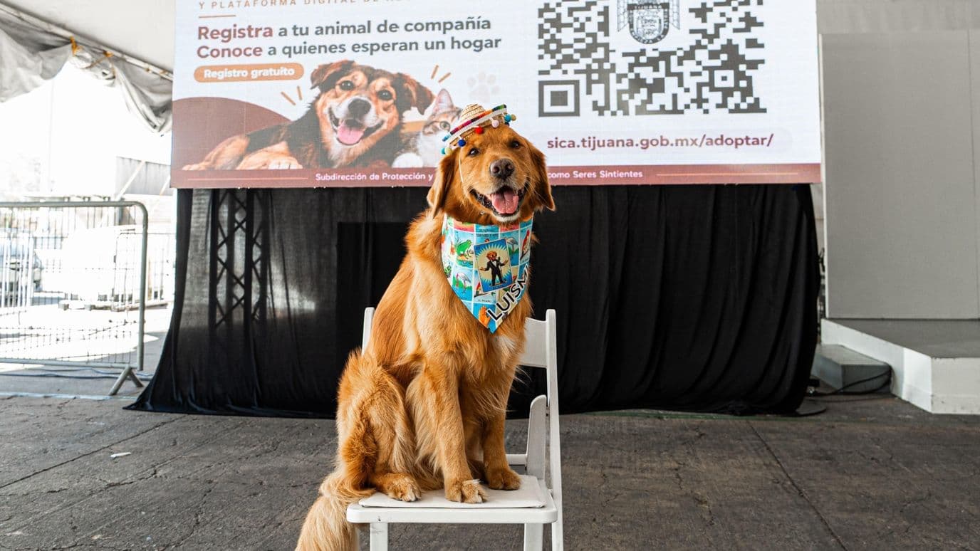Lanzan Registro Único de Mascotas y Plataforma Digital de Adopción en Tijuana