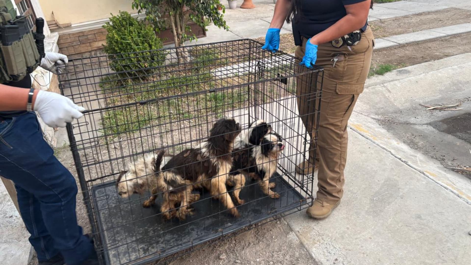 Rescatan a Cuatro Perros con Desnutrición y Lesiones Durante Cateo en Tijuana