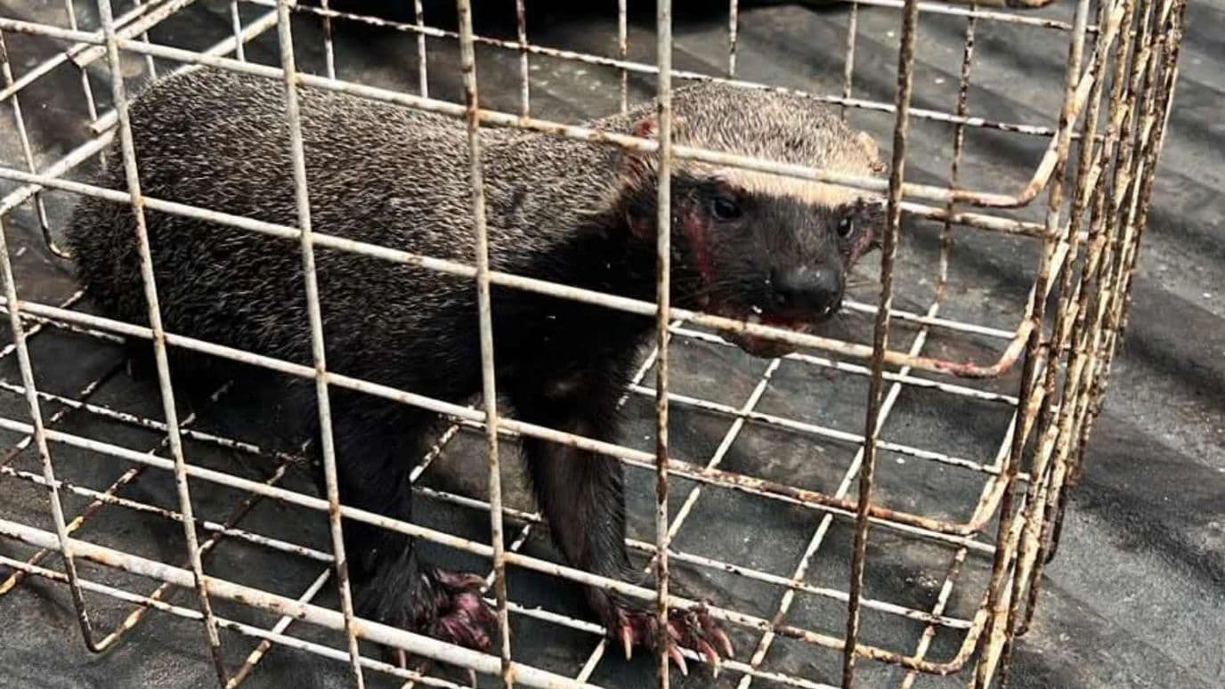 Un grisón protegido fue asegurado y entregado a PROFEPA para su valoración y conservación