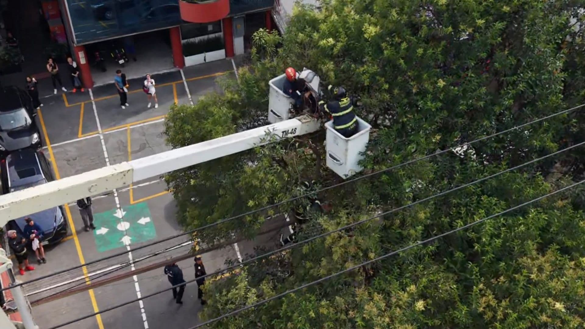Rescate de un hombre que subió a un árbol