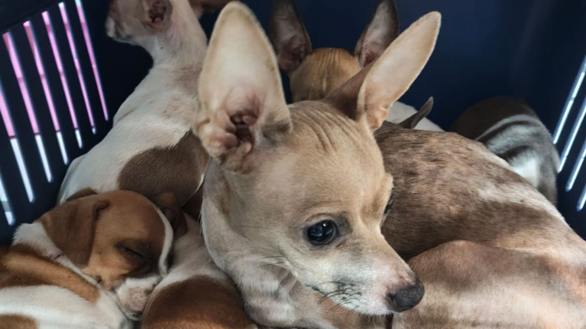 Rescatan a 39 Perros en Xalapa; Los Reproducían para su Venta Clandestina