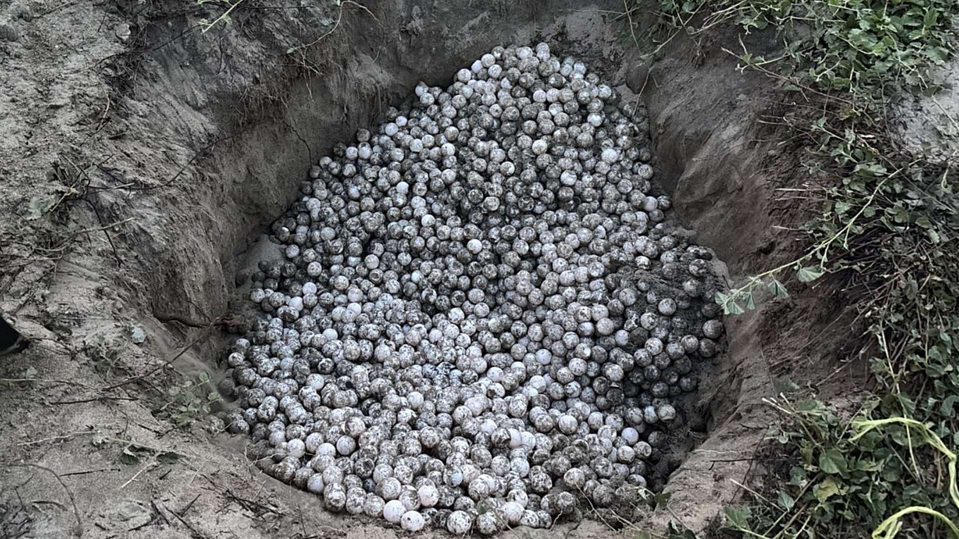 Huevos de tortuga rescatados en Oaxaca. Foto: Profepa