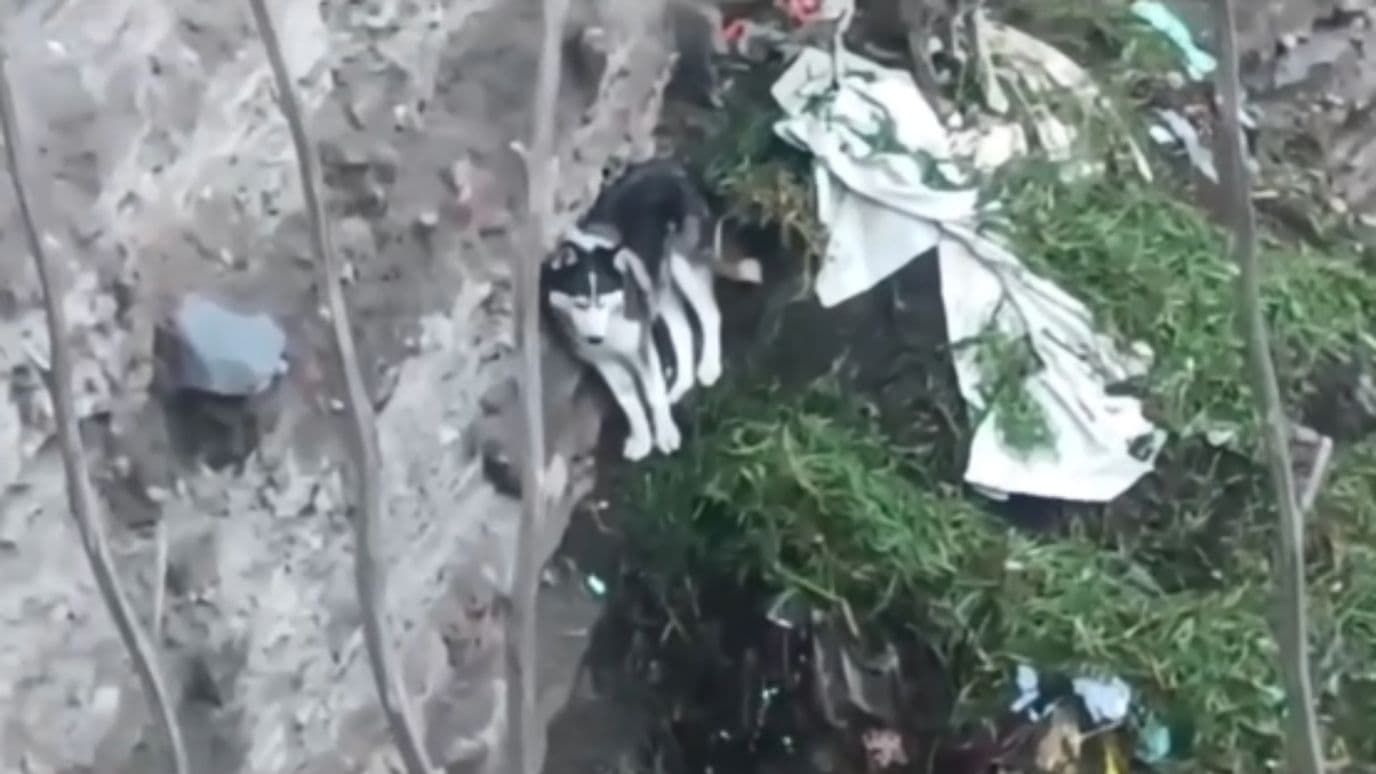 Rescatan a dos perros atrapados tras caída en Puebla.