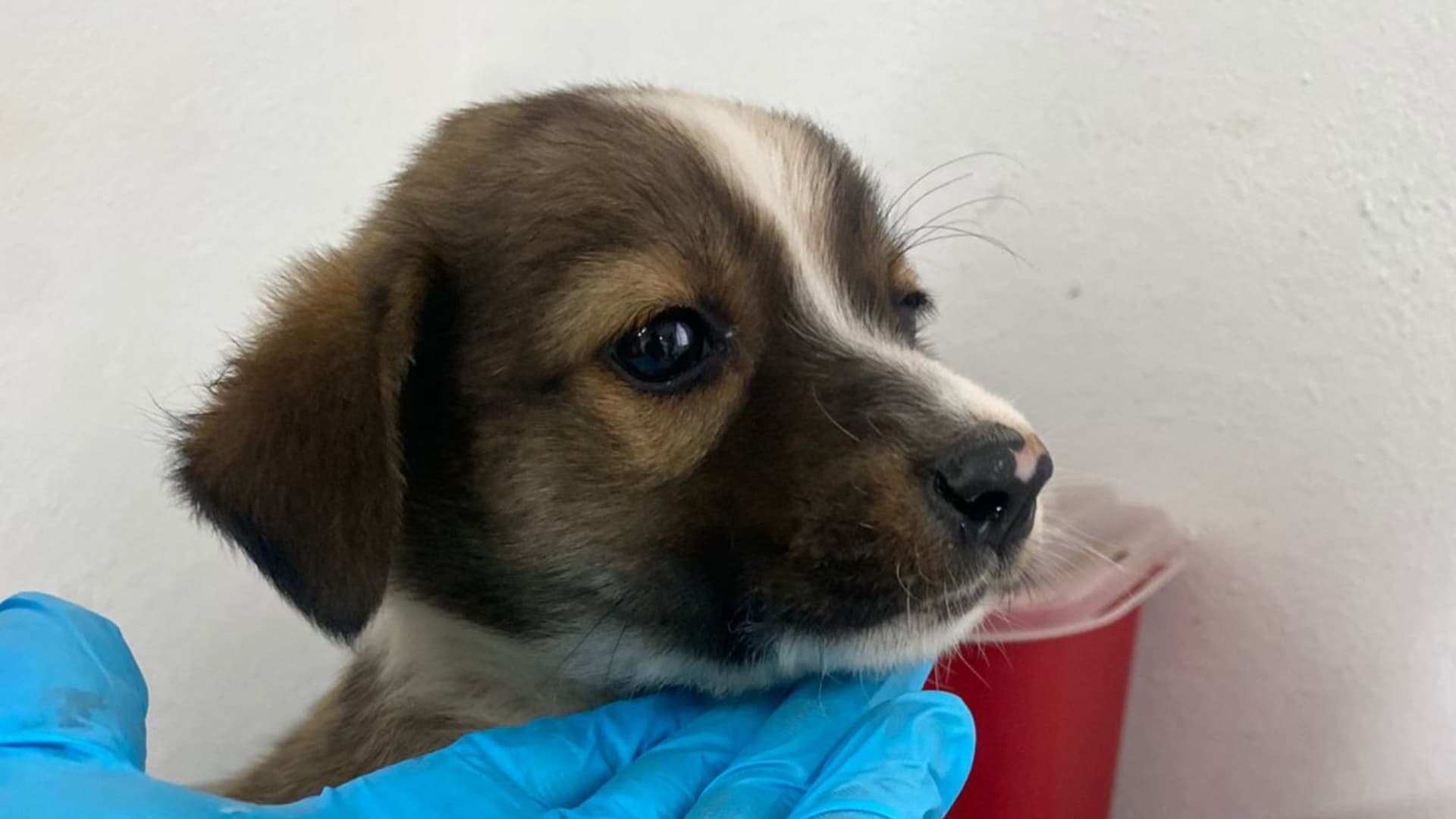 Cuatro Perros Rescatados Víctimas Crueldad Animal San Francisco Huilango Tochimilco Puebla