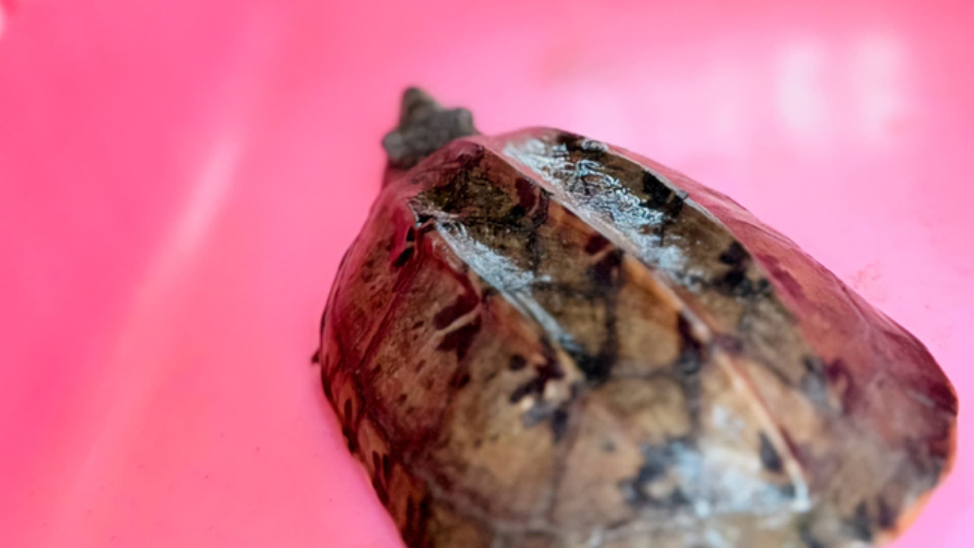 PROFEPA Asegura Especies Silvestres en una UMA en Tihuatlán, Veracruz