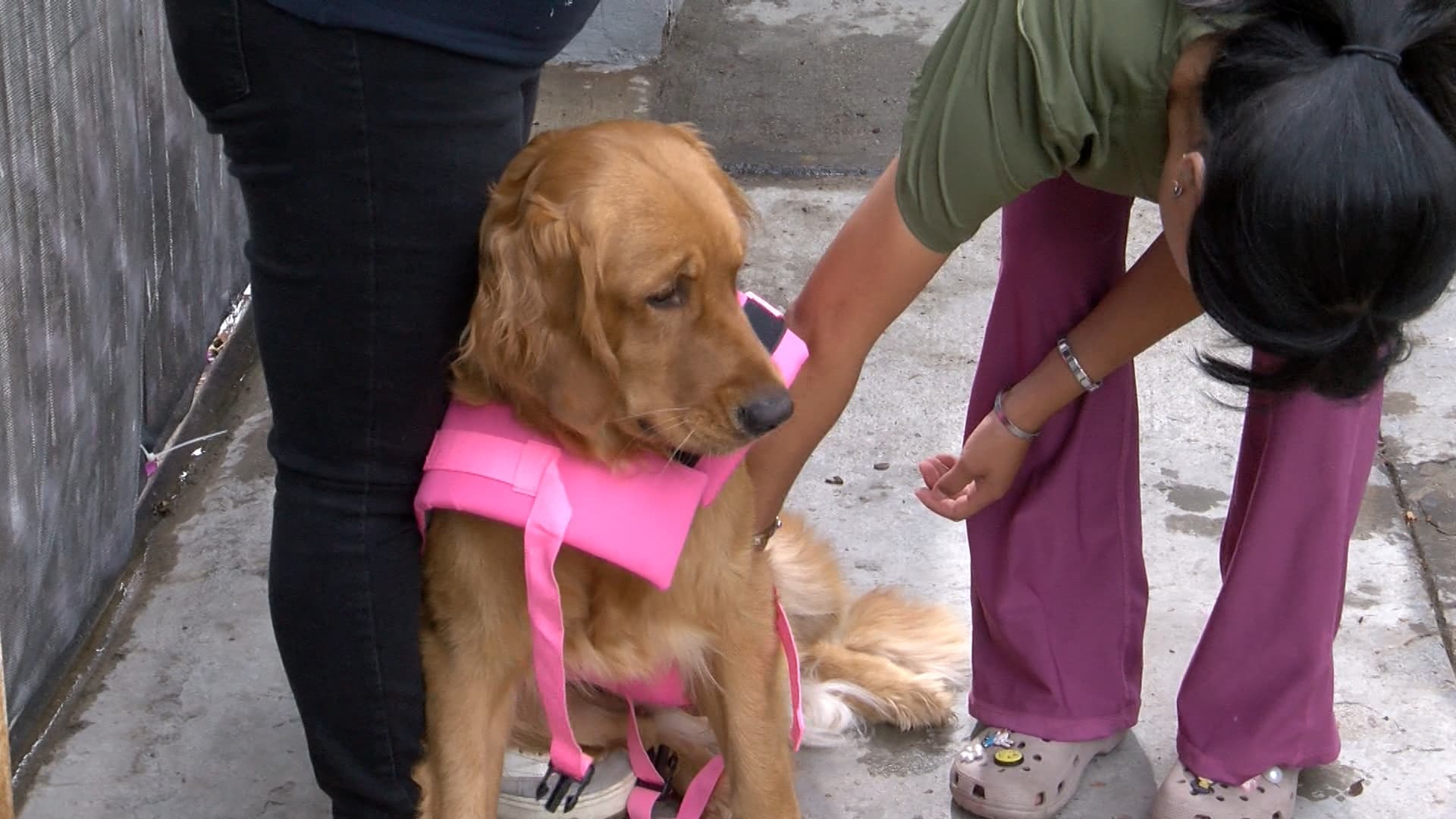 Piden limpiar patios y revisar mascotas ante avance de rickettsiosis en BC