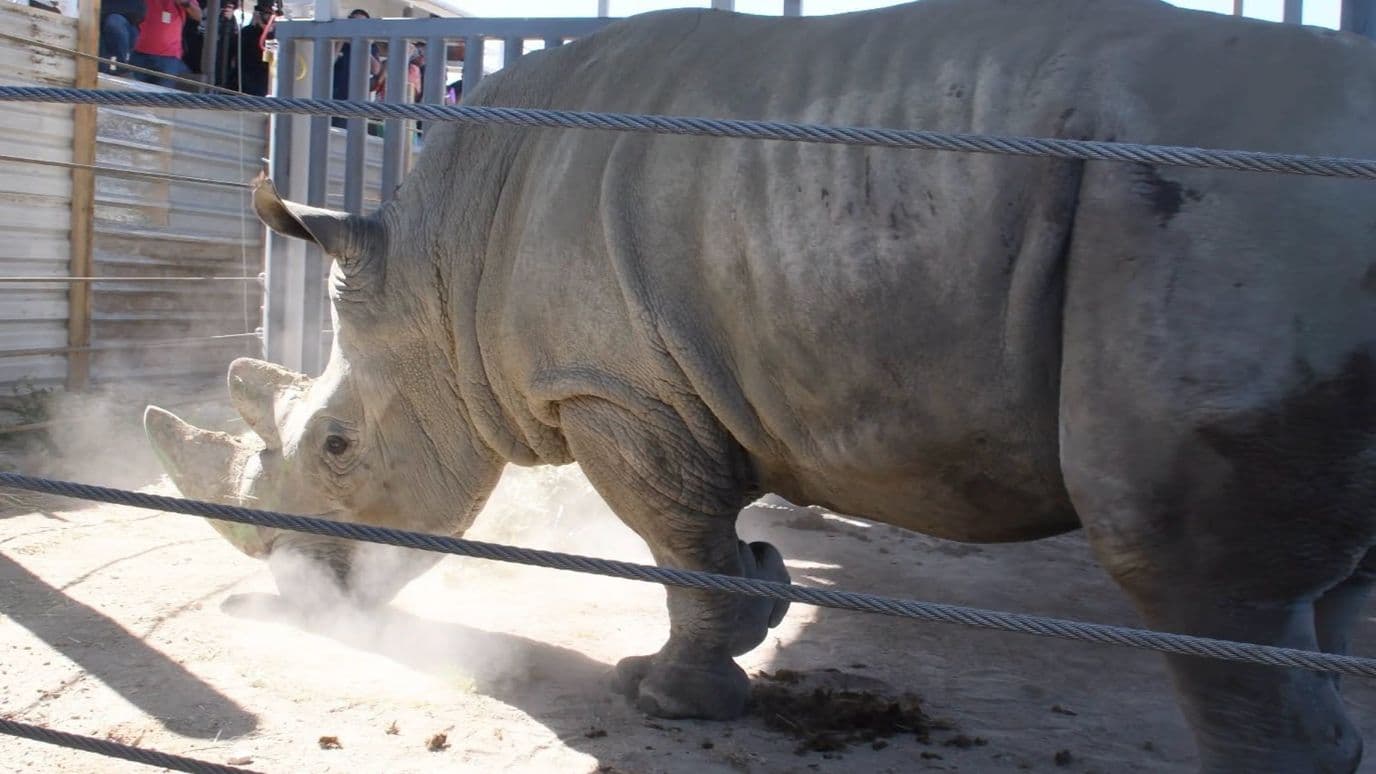 Rinoceronte blanco del sur a su llegada al Zoológico de Guadalajara.