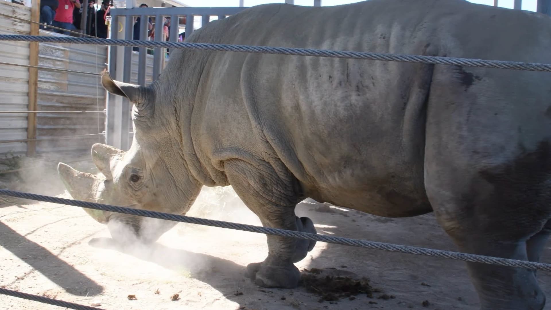 Rinoceronte blanco del sur a su llegada al Zoológico de Guadalajara.
