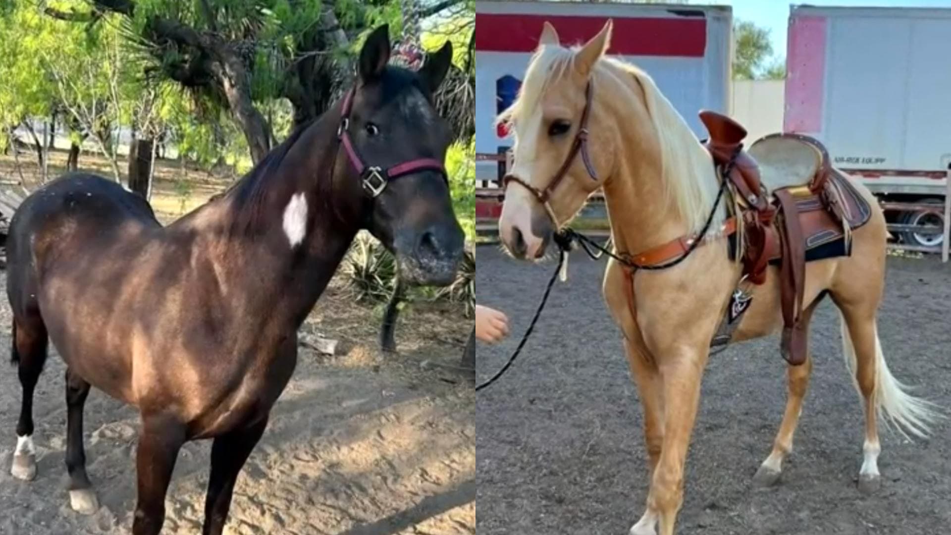 Siguen Pista de Caballos Robados Hasta Escobedo