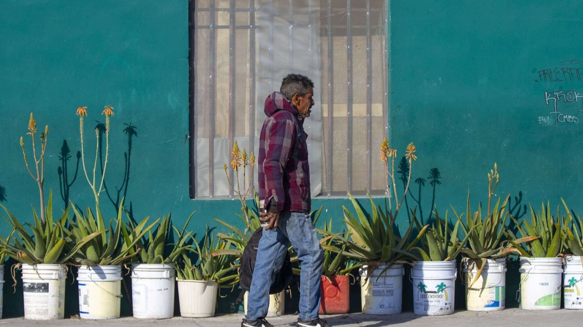 Sábila, Planta Aliada para Curar Heridas