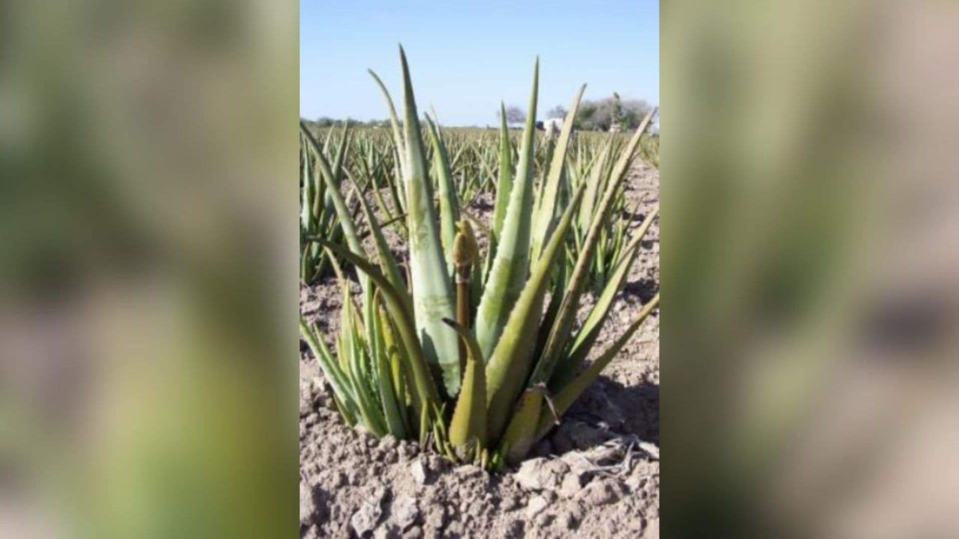 Potentes Beneficios de la Sábila para Aliviar Quemaduras Producidas por el Sol