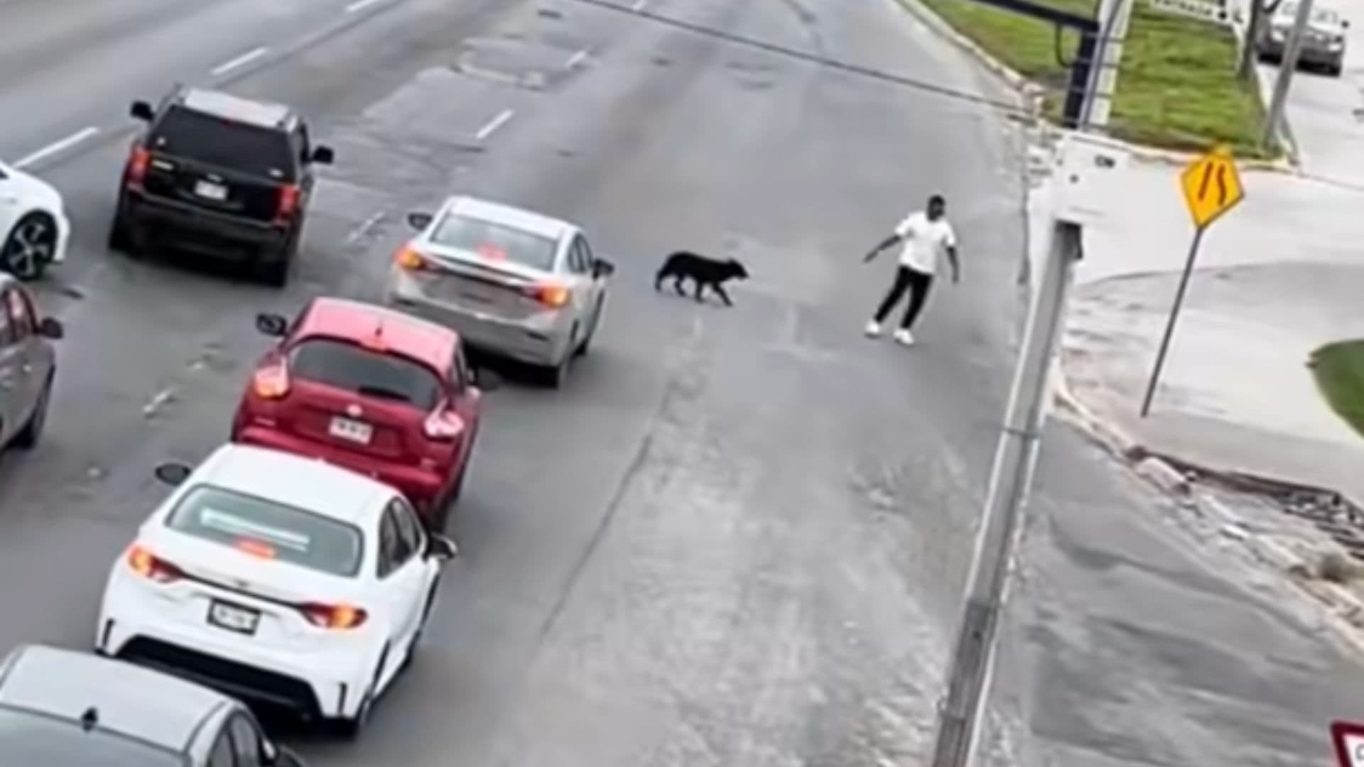 Salva a perrito de tráfico